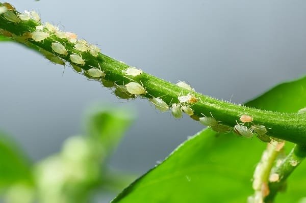 Aphids 600w