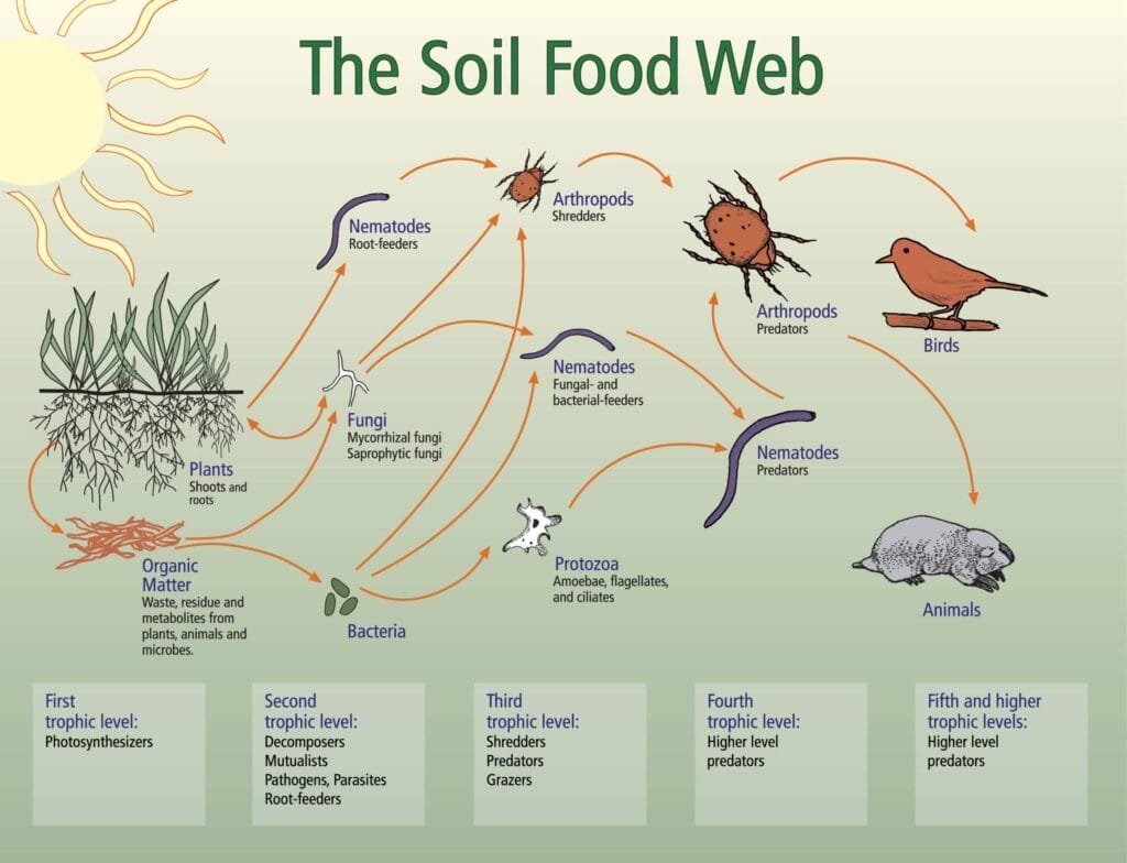 Food-soil-web-2020-scaled