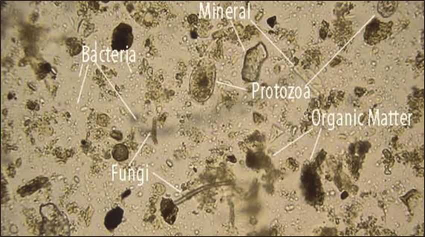Soil-sample-under-microscope-by-maubycom-28