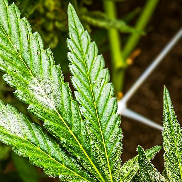 cannabis-powdery-mildew2